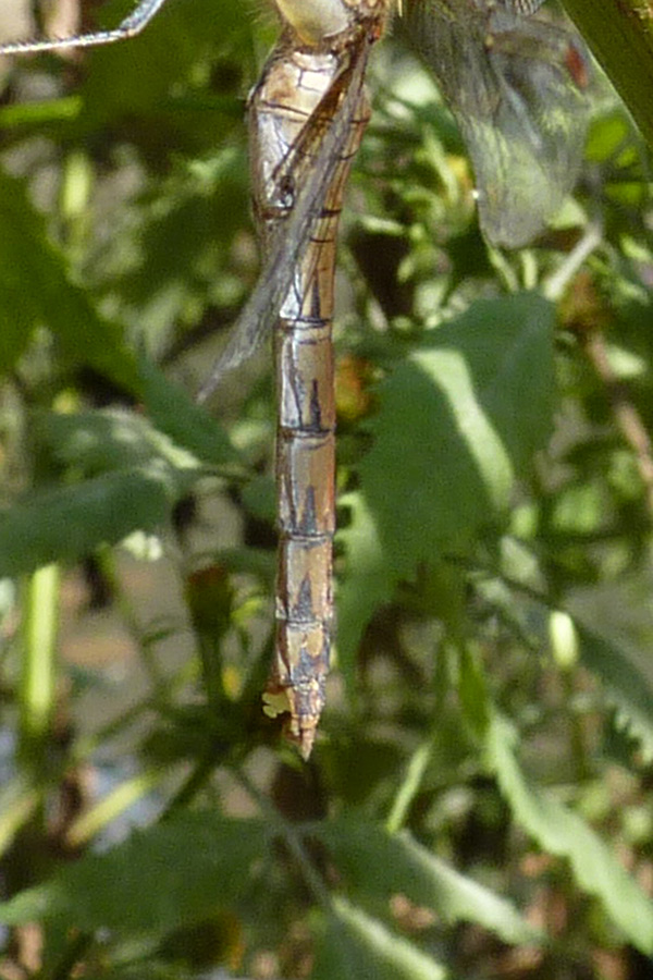 Orthetrum coerulescens - tandem anomalo da confermare